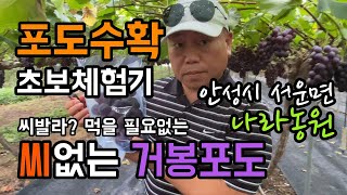 씨없는 거봉포도를 아시나요? 안성시 서운면에 위치한 나라농원 실수연발 포도체험기