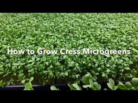 How to grow Cress Microgreens Easily