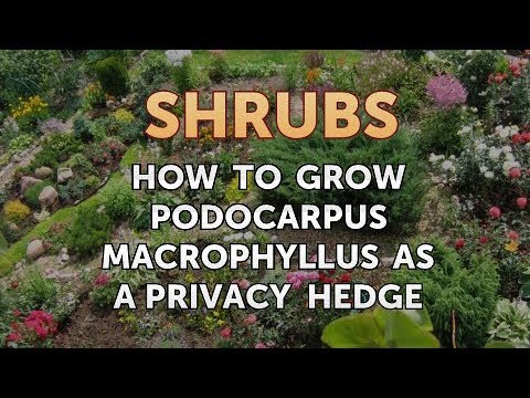 How to Prune a Bottlebrush Shrub