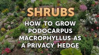 How to Grow Podocarpus Macrophyllus as a Privacy Hedge