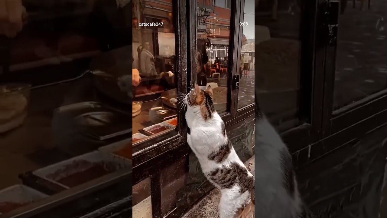 Adorable cat begging for food #Shorts