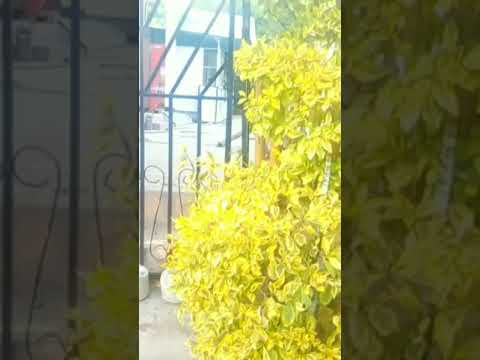 #tigray axum #prima # ፕሪማ ሬስቱራንት ኣብዚ ሕዚ እዋን ኣብ ምሕዳስ ይርከብ  ትግራይና ኣብ ዝለዓለ ንኽትበፅሕ ኩላህና ንራባረብ።