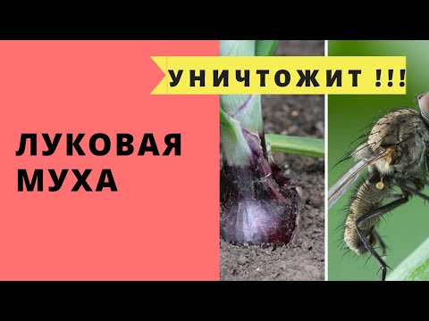 Луковая муха. Уничтожим наповал !!!