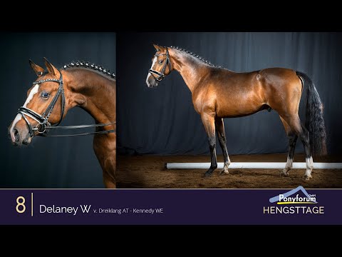 Ponyforum Hengsttage Nr. 8 DELANEY W * 2018 v. Dreiklang AT