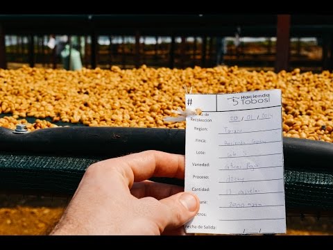 Black Honey: Coffee Sourcing in Costa Rica thumbnail