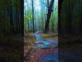 Aoki Nature Shortvideo Viralvideo