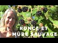 La ronce commune et les mûres sauvages