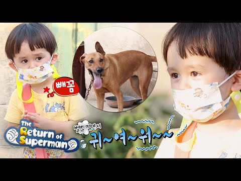 Bentley delivers a cake and meets a dog [The Return of Superman Ep 348]