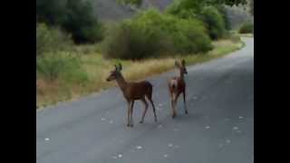 preview picture of video 'Close encounter with 2 Deer on Aliso Viejo Wood Canyon Trail'
