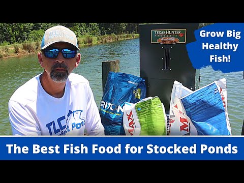 DON'T USE CHEAP FISH FOOD! | Feeding Bluegill and Bass in a New Pond