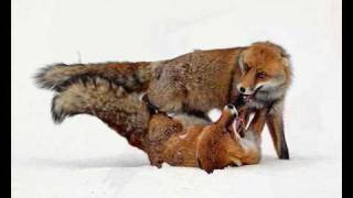 Rich Mullins: Sing your praise to the Lord