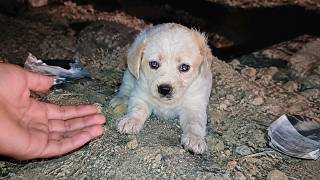 Abandoned Puppy Without Hope Gets Her Second Chance In Life