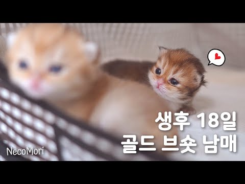 [Season 5] Bshot Cat Parenting Diary Episode 4 | The kittens grow differently every day.