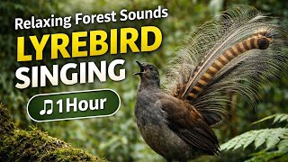 Download lagu Lyrebird Singing in Rainforest 1 Hour of Peaceful Nature Sounds. 432 hertz frequency, sleep bird. mp3