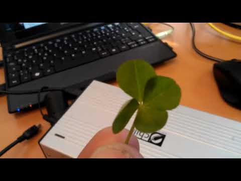 A REAL four leaf clover