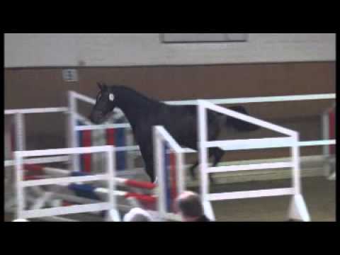 Holsteiner Hengst v. Cormint - Qantum