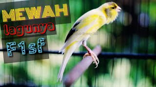 Download lagu Kenari F1sf isian mewah ‼️ mp3