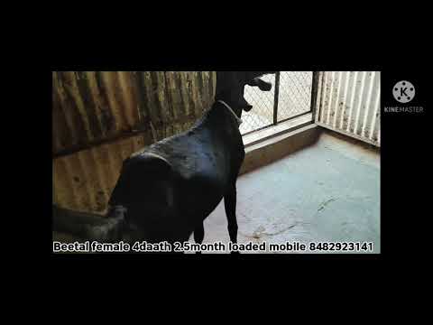 muntasir goats farming