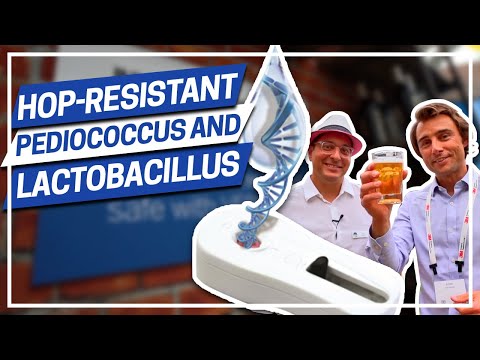 download lagu mp3 mp4 Ropey Beer, download lagu Ropey Beer gratis, unduh video klip Ropey Beer