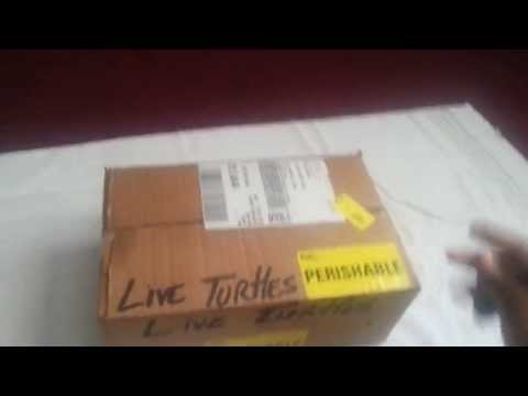 download lagu mp3 mp4 Rio Grande Slider Turtle, download lagu Rio Grande Slider Turtle gratis, unduh video klip Rio Grande Slider Turtle