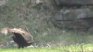 turkey vulture vs crow