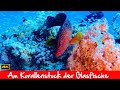 Am Korallenstock der Glasfische, Hurghada, Master Diving Center Makadi, Relaxvideo