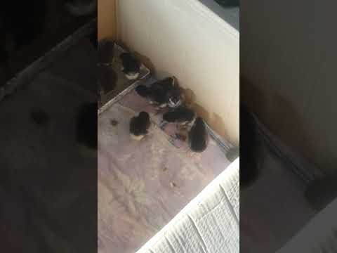 , title : 'Black Australorp Chicks'