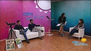 dall-aquila-alla-foca-monaca-gli-avvistamenti-in-campania