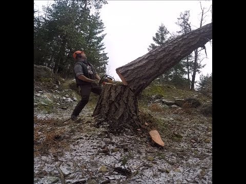 TREE FELLING , DONT COMPLICATE IT