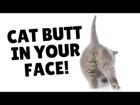 Why Do Cats Put Their Butts In Your Face? | Two Crazy Cat Ladies