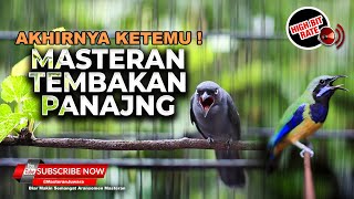 Download lagu 🔴 Masteran Panjang Panjang Tembakan Cucak Cungkok Kunti vs Srigunting Abu Abu Cililin Greja Ngekek mp3