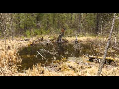 SALMO 46 (45) DIO, NOSTRO RIFUGIO E NOSTRA FORZA