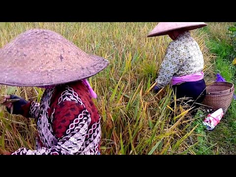 RAYOU SUNDUAN BAMBARAYON MTv KAAMATAN