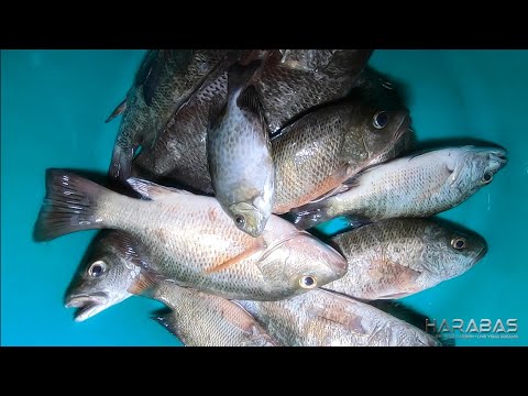 EP651-P2 - Huling Pandaw ng Gango | Catch and Cook