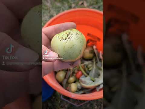 Make your own Organic Fertilizer #growyourown