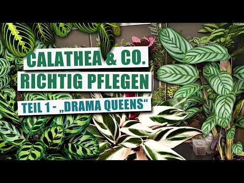 Maranta, Calathea & Co. - Pflege Basics & Tipps (Teil 1)