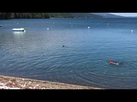 Lilliwaup swimming 2017