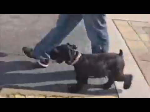 Heinz Dog training / Miami Dog Training video.