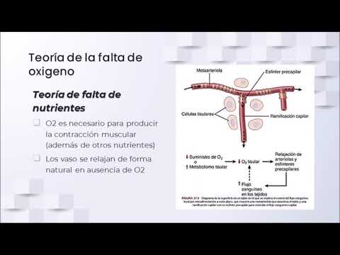 Fisiología circulatoria: Control local y humoral de la circulación