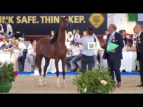 N.50 SHAHIR AL REEH - Italian Nationals 2018 - 2 Years Old Colts (Class 5)