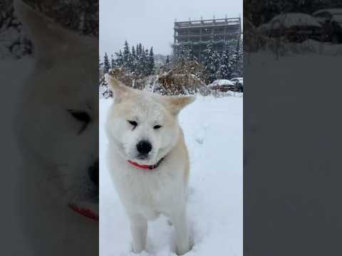 გუნდაობა ტოროსთან