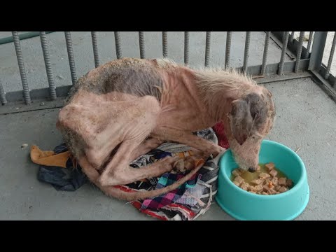 As soon as he opened the door, he rushed in and hide under the stairs waiting for help!
