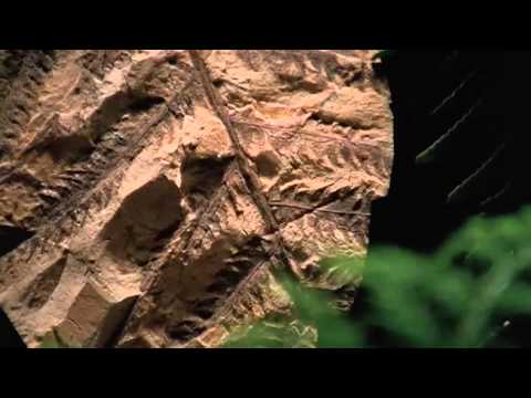 Shape of Life: How Arthropods Left the Sea