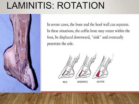Laminitis in Horses