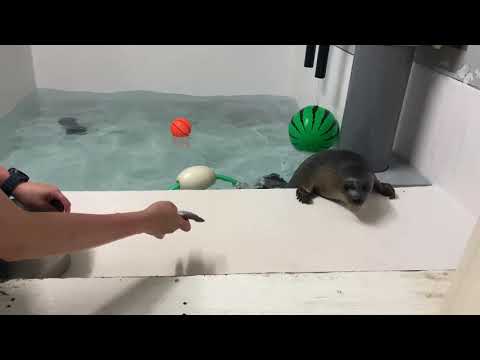 Phoca hispida 分布.png