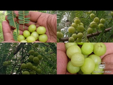 Goose Berry (Amla, Nellikai ) Farm // In Kailash kona Ashram