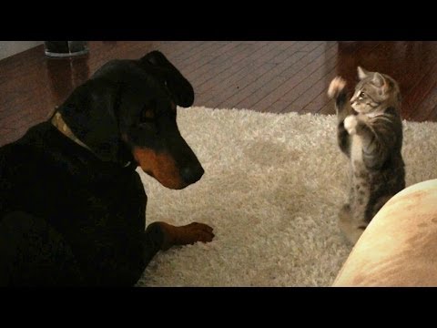 犬対猫：かわいい「忍者」の子猫がボスのドーベルマンを見せる