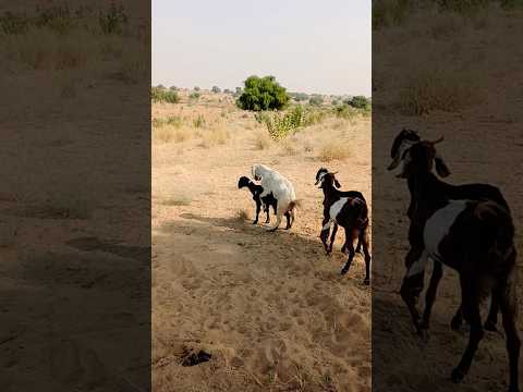 Beautiful goats farm life farm videos #farming #goat #shortsfeed #shorts #youtubeshorts