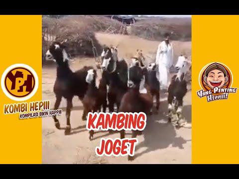 kombi-heppiii-kambing-joget