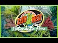 Video: Planta para terrarios FIREBALL BROMELIAD de ZOOMED